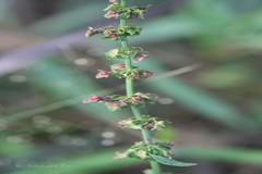 Rumex dentatus